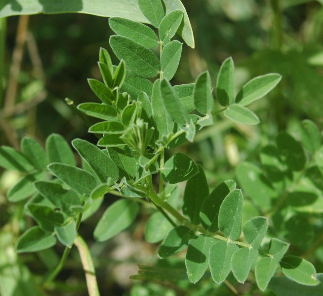 Astragalus Root