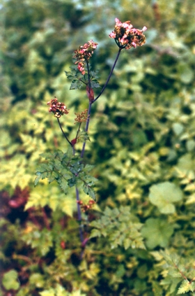 当归植株