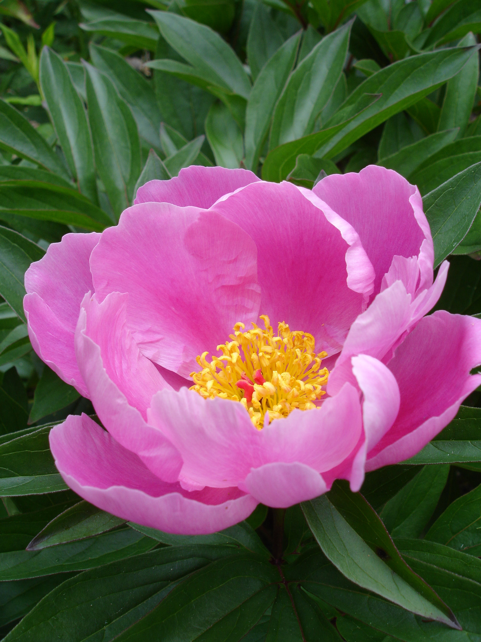 白芍