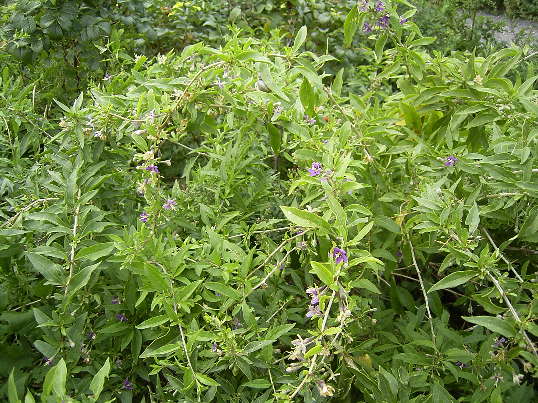 枸杞植株