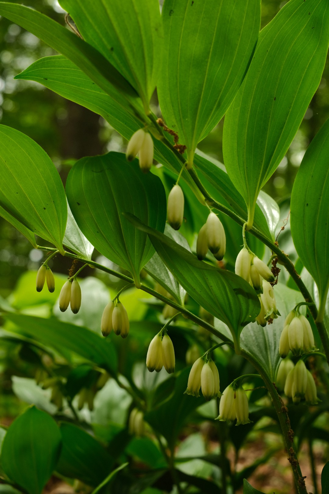 玉竹植株