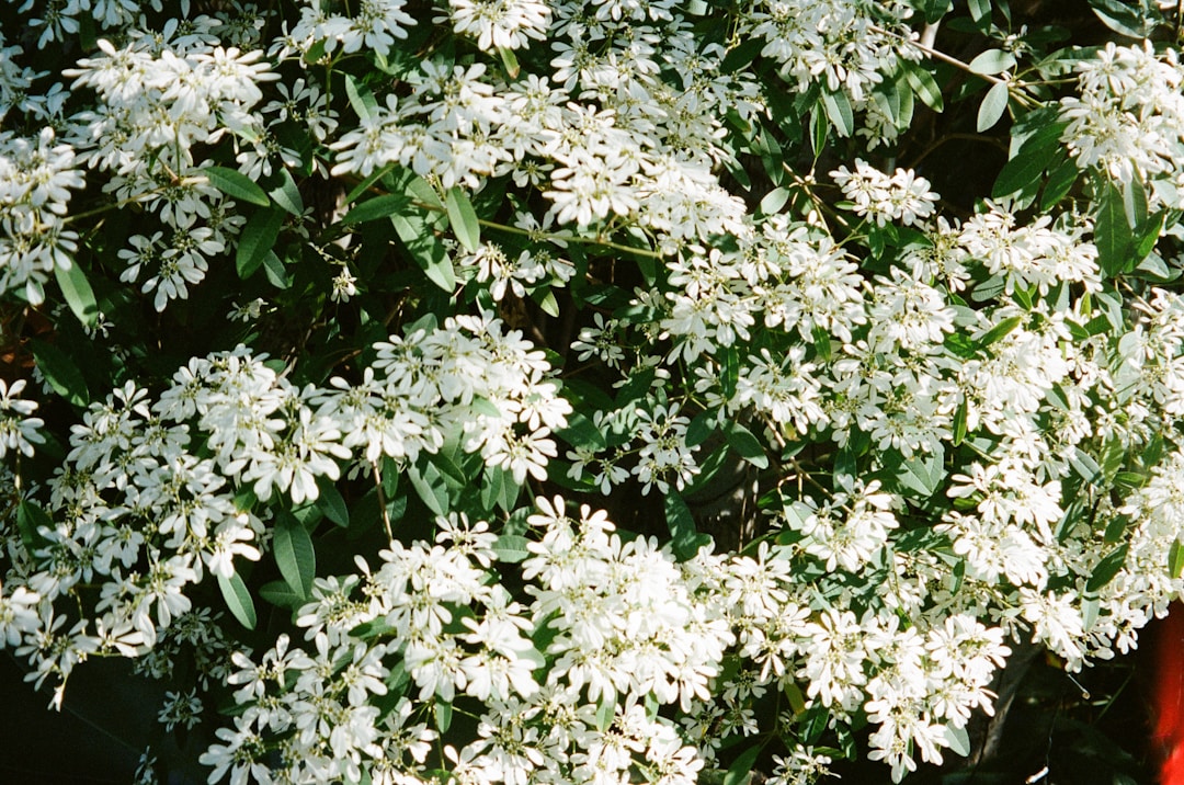 女贞植株