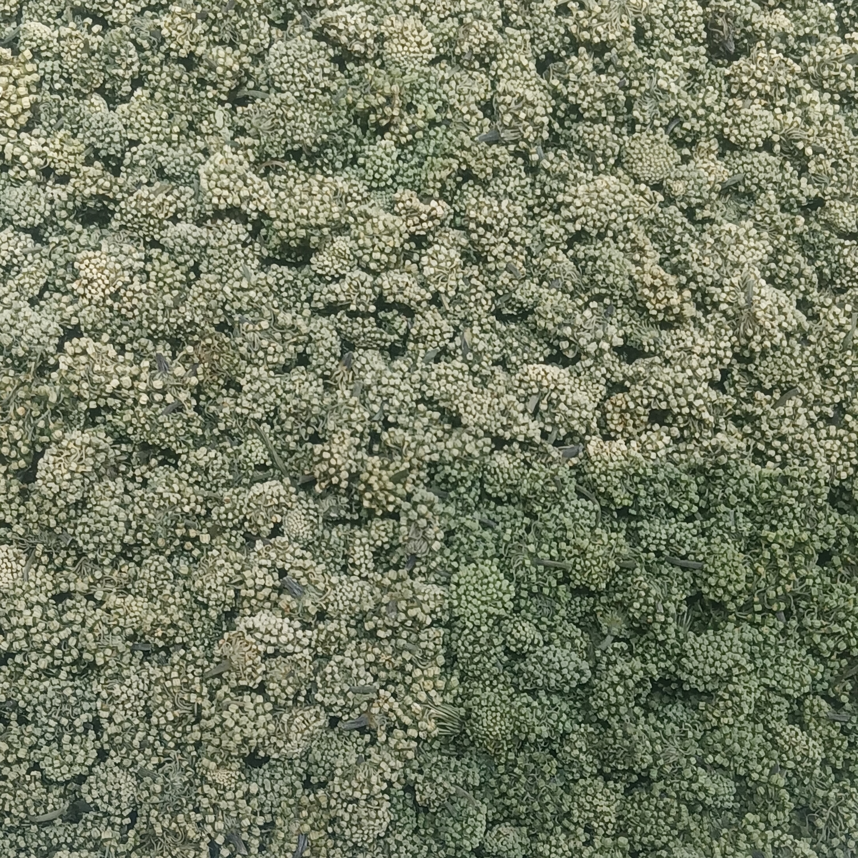 活血