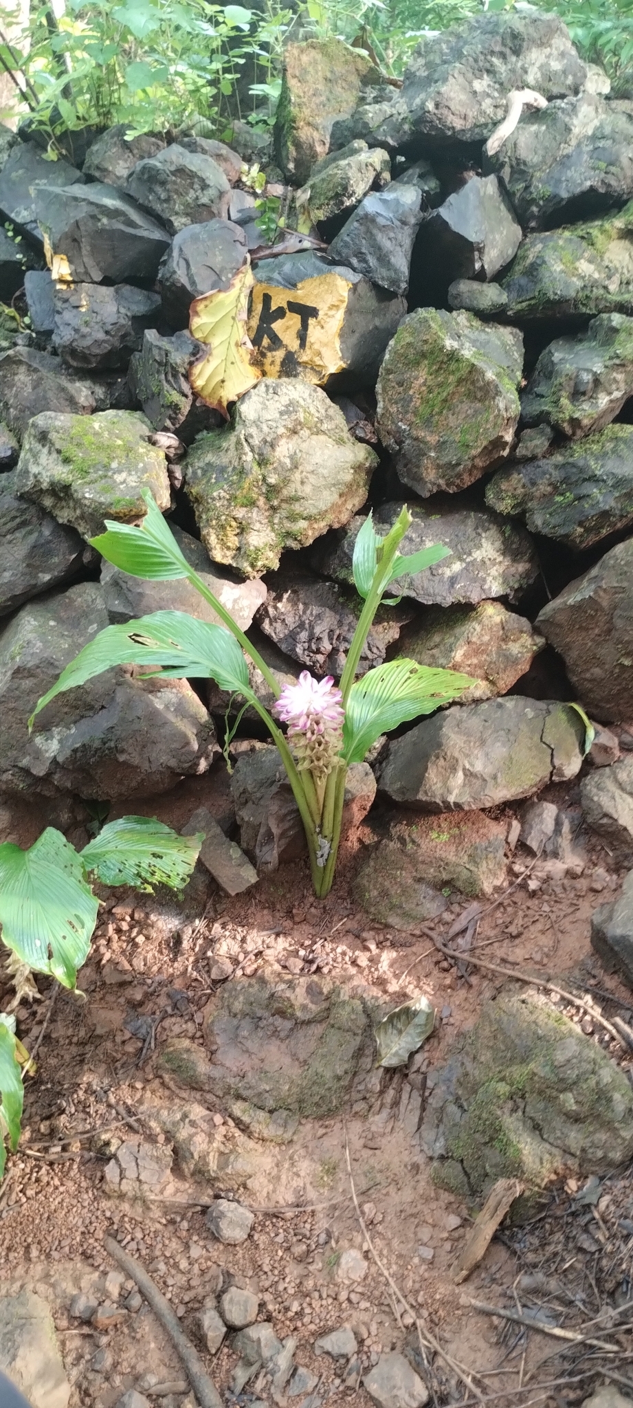 郁金植株