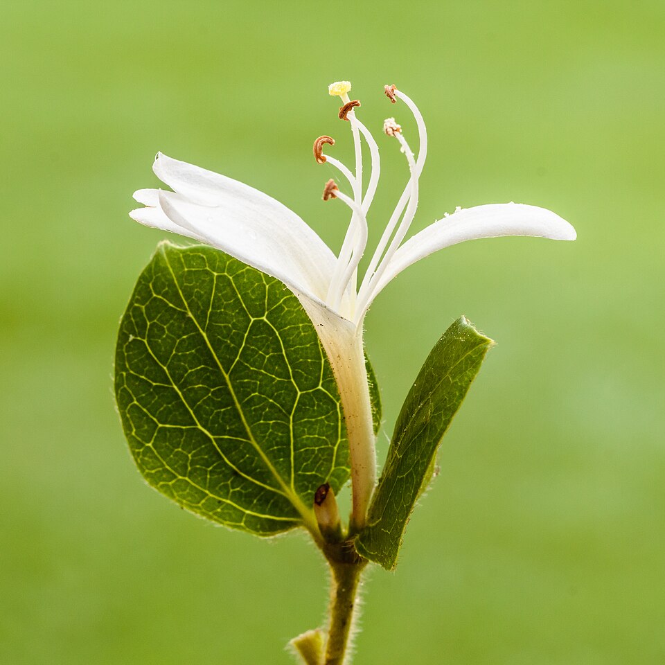 金银花植株