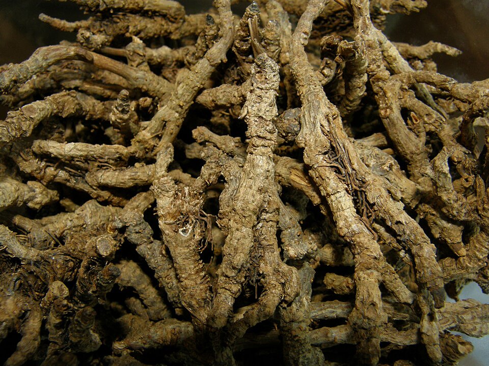 黄连植株