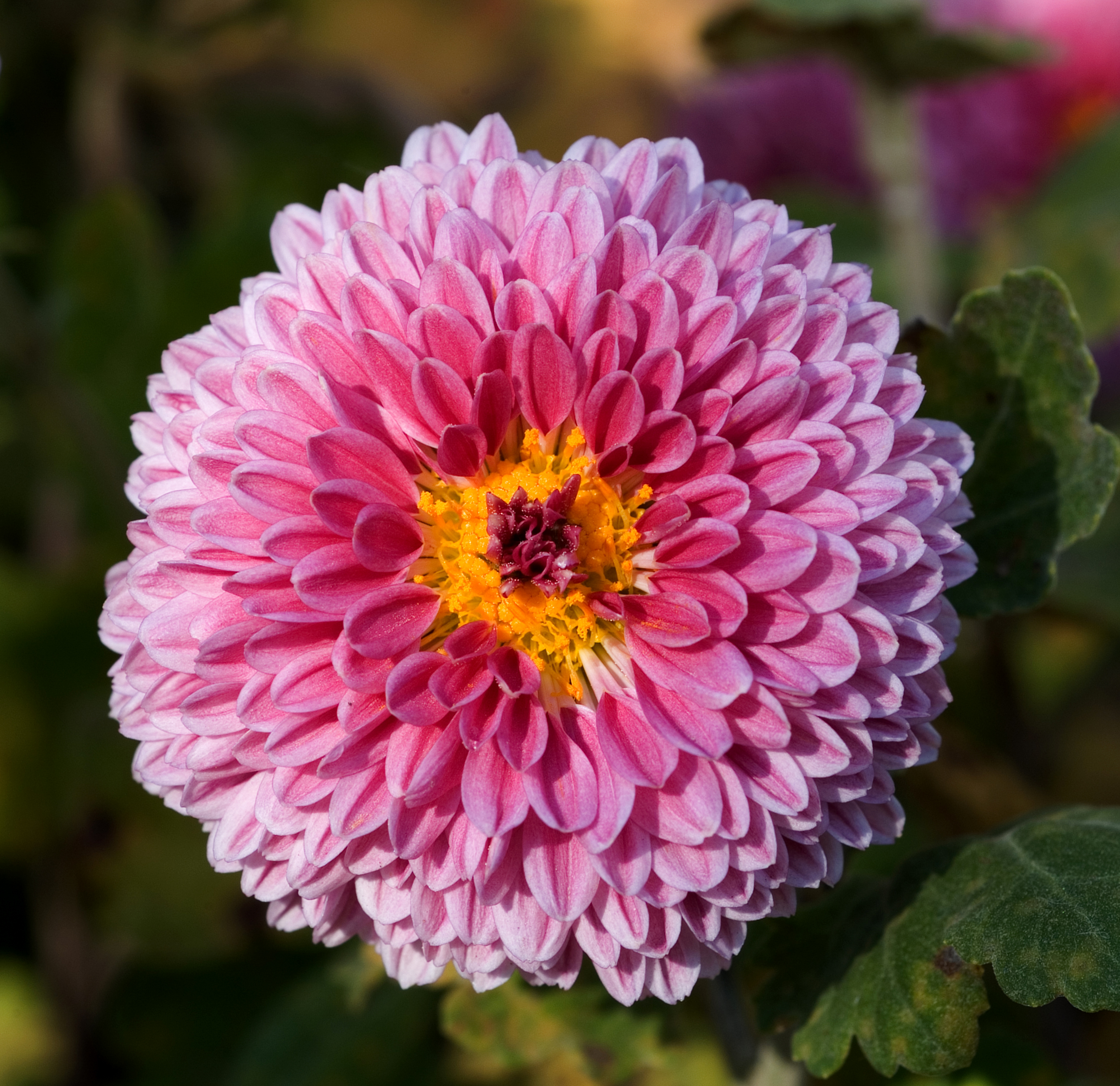 菊花植株