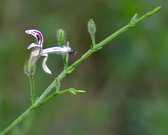 穿心莲植株
