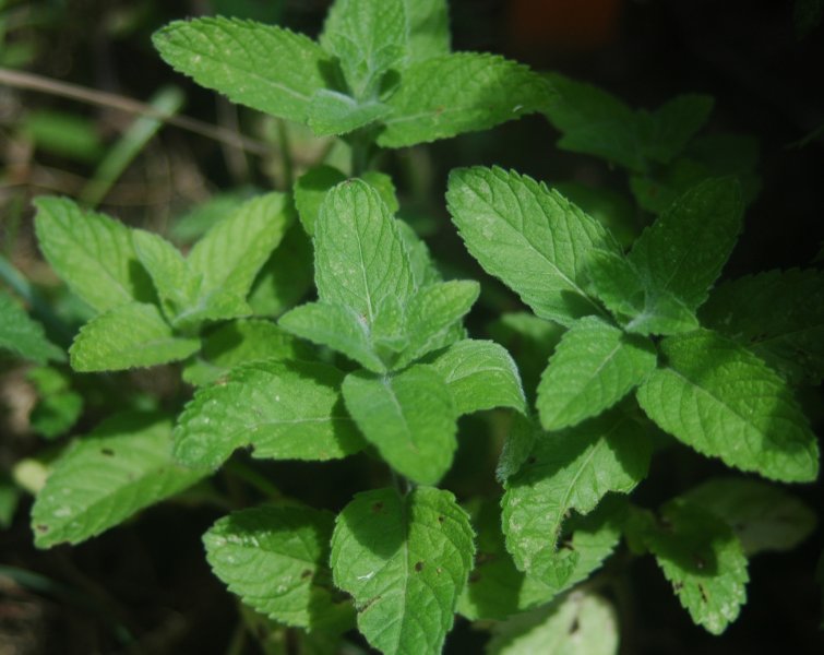 薄荷植株