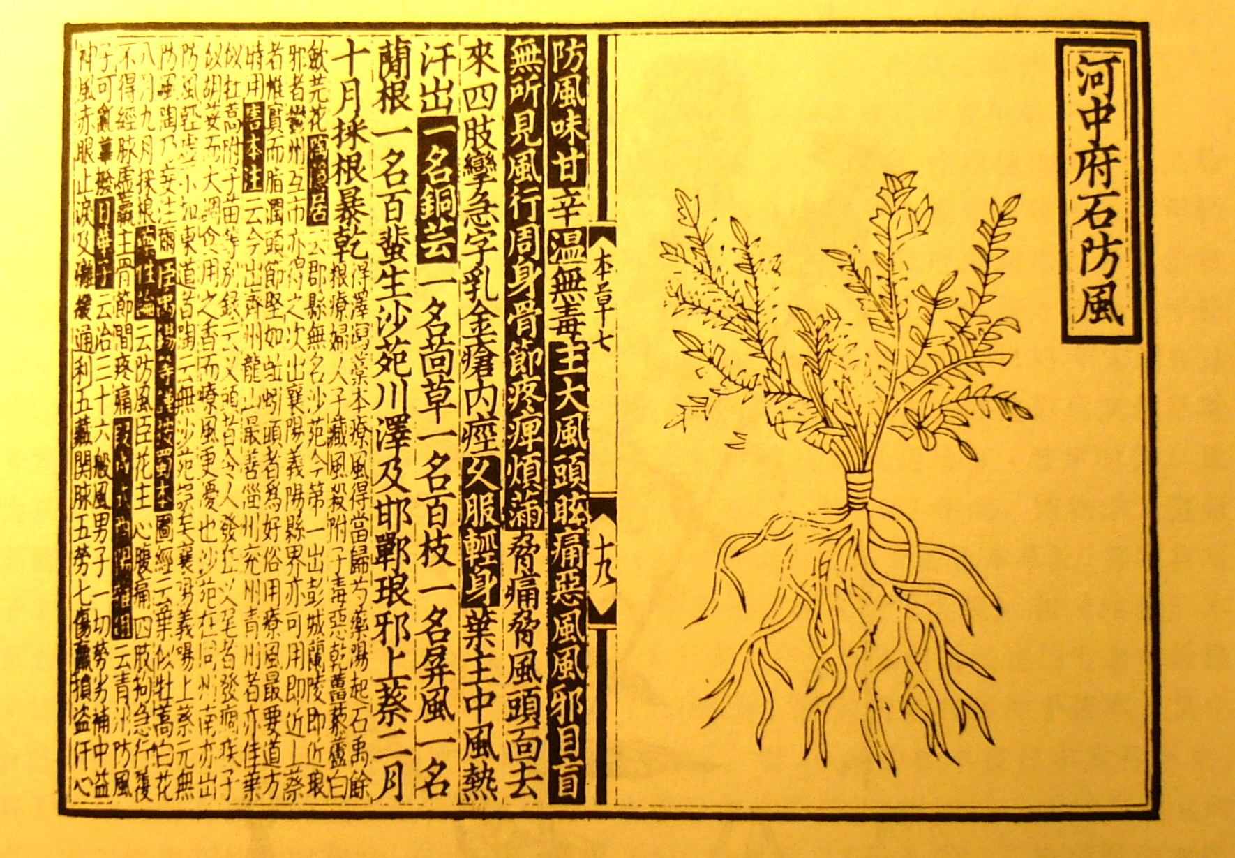防风