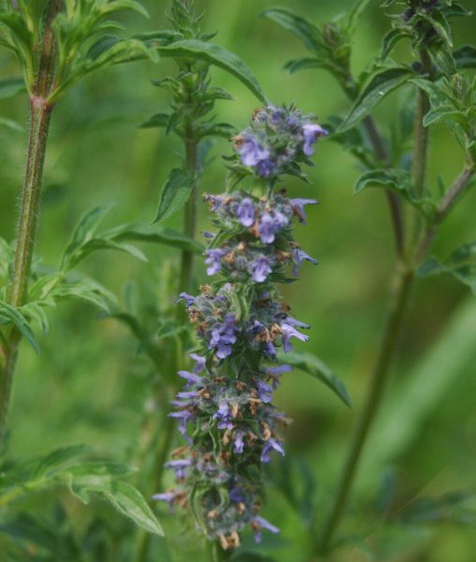 荆芥植株