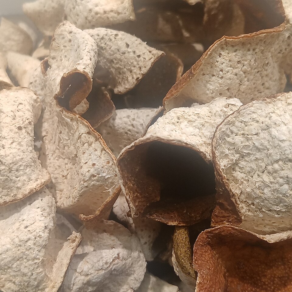 理气