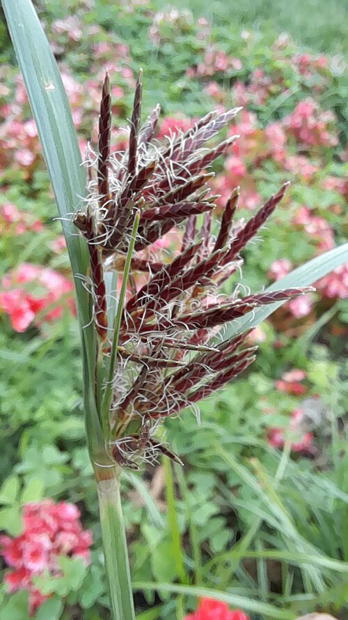 香附植株