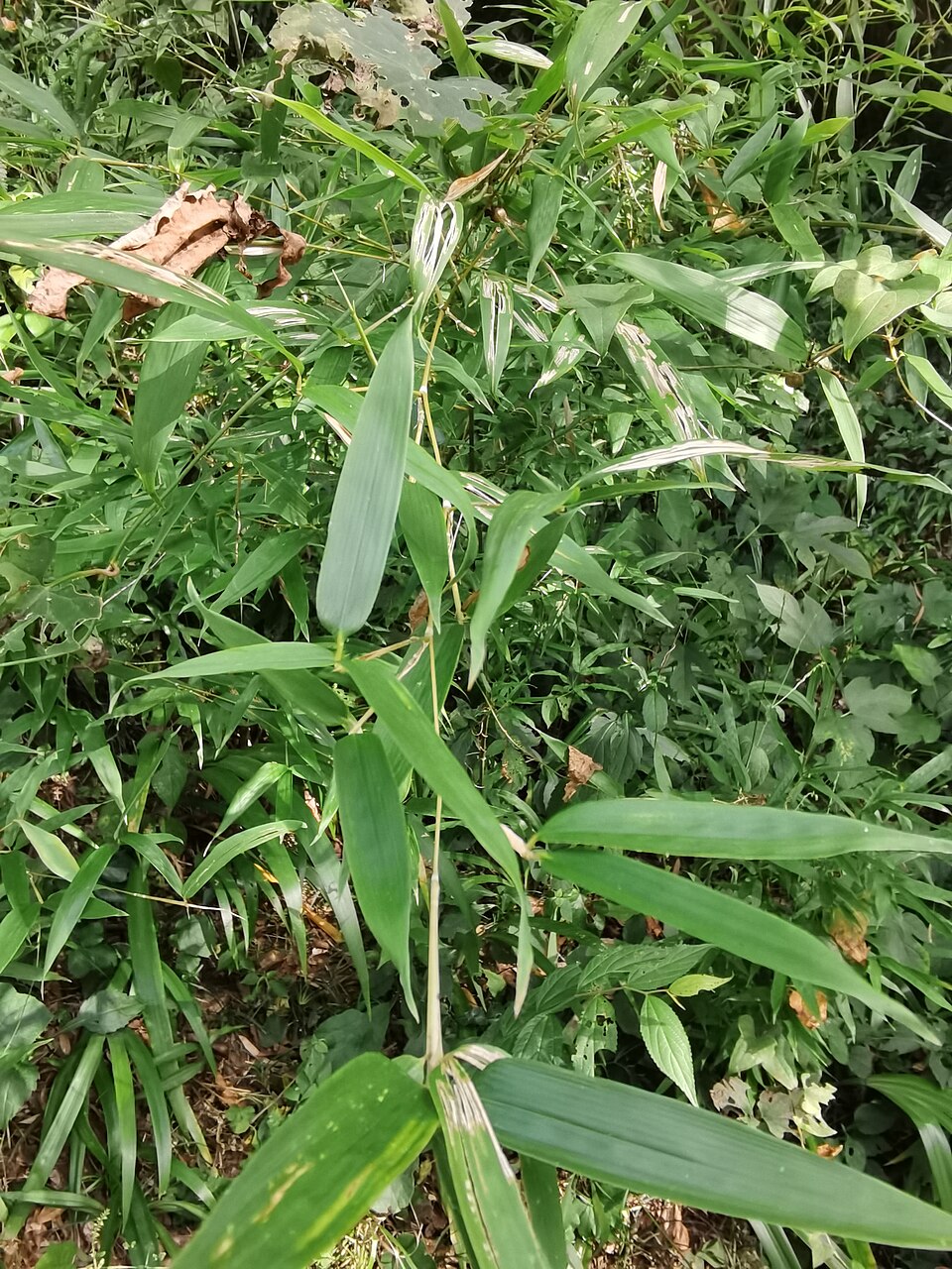 竹茹植株