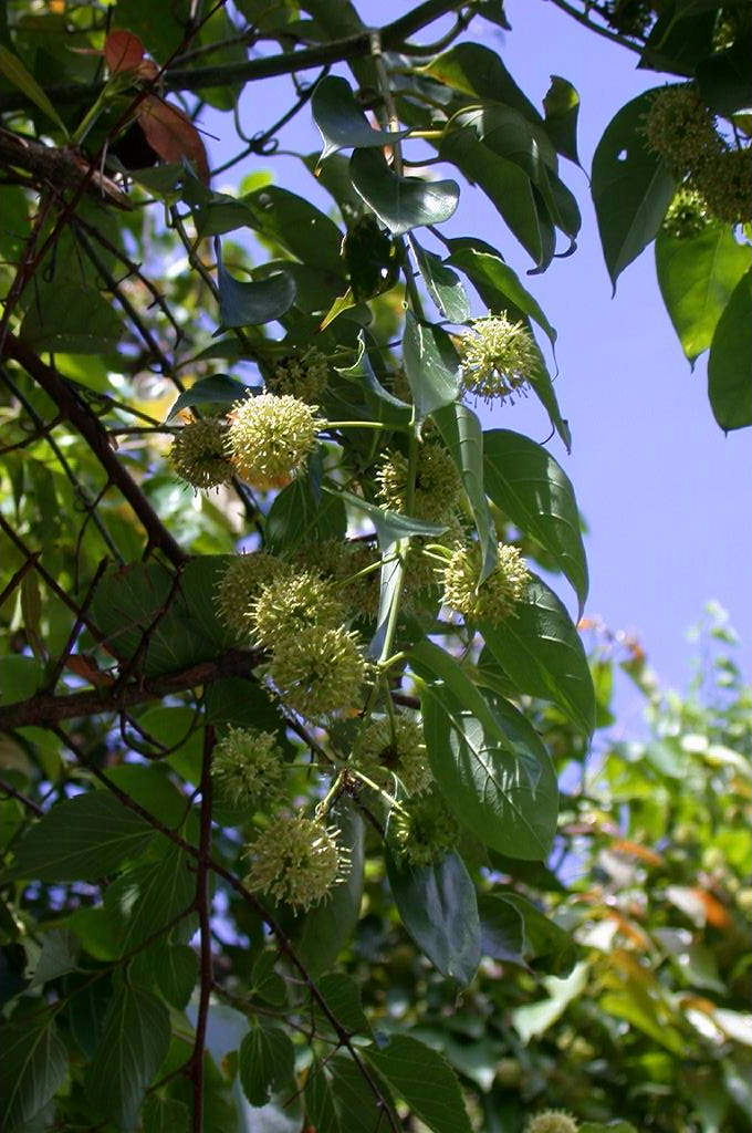 钩藤植株