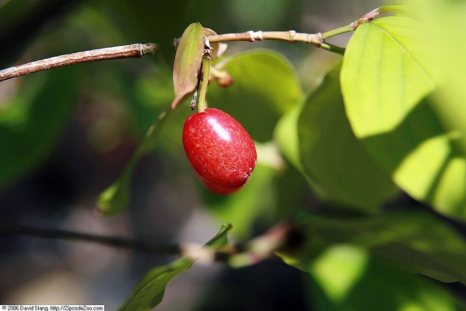 山茱萸