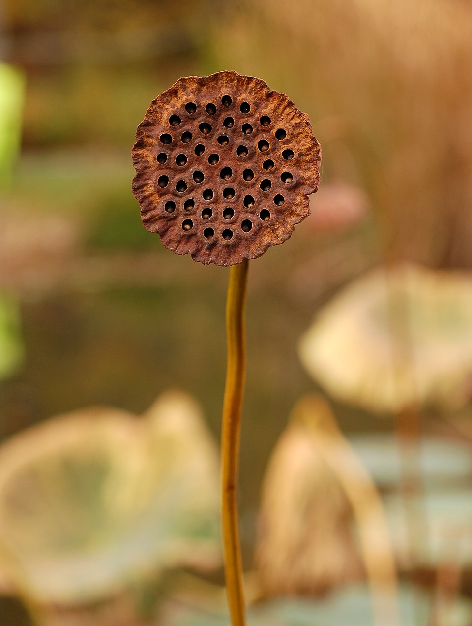莲子植株