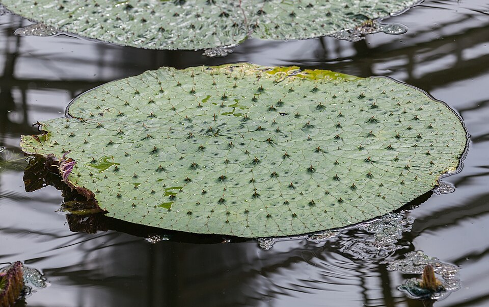 芡实