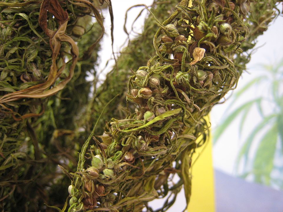 火麻仁