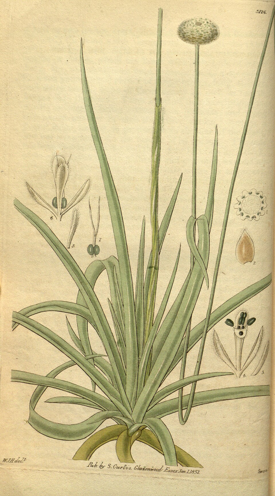 谷精草