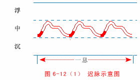 迟脉